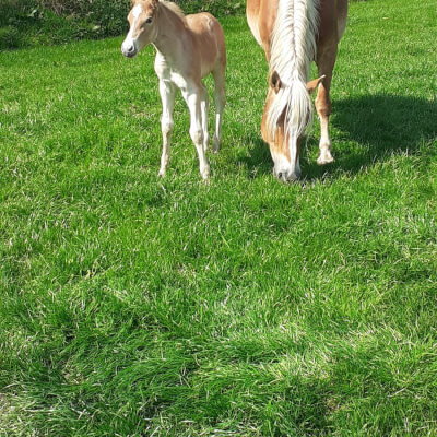 Bauwens, Jonas Jonas Bauwens
